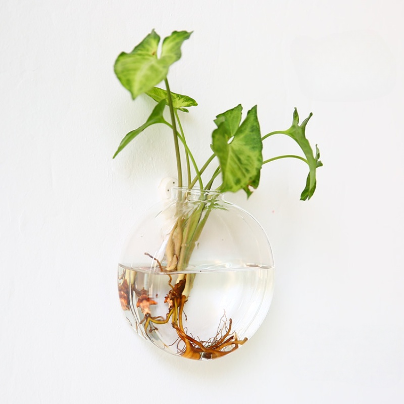 Wall Hanging Glass Terrarium - - Self-Watering Planter ulasan dan harga